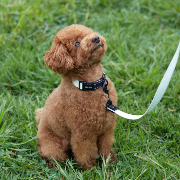 經典項圈 - 草莓