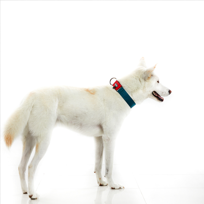 防暴衝項圈 (寬版) - 白色