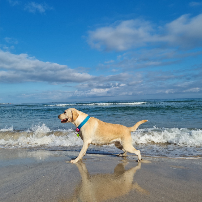 防暴衝項圈 (寬版) - 水藍粉