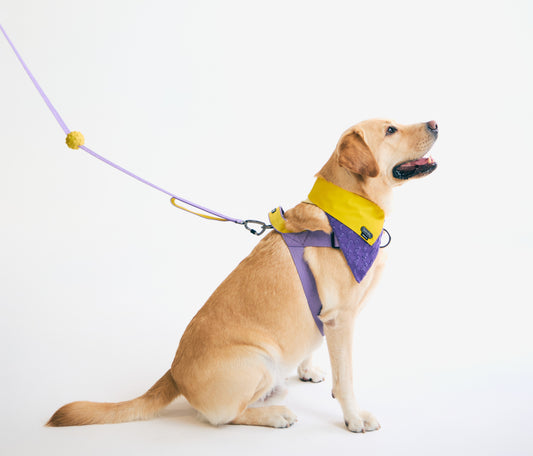 0109胸背帶 - 檸檬紫色