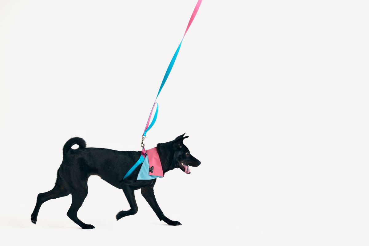 Boondog x VERVVE Crossover Bandana - Narrow - Pink (Limited Edition)