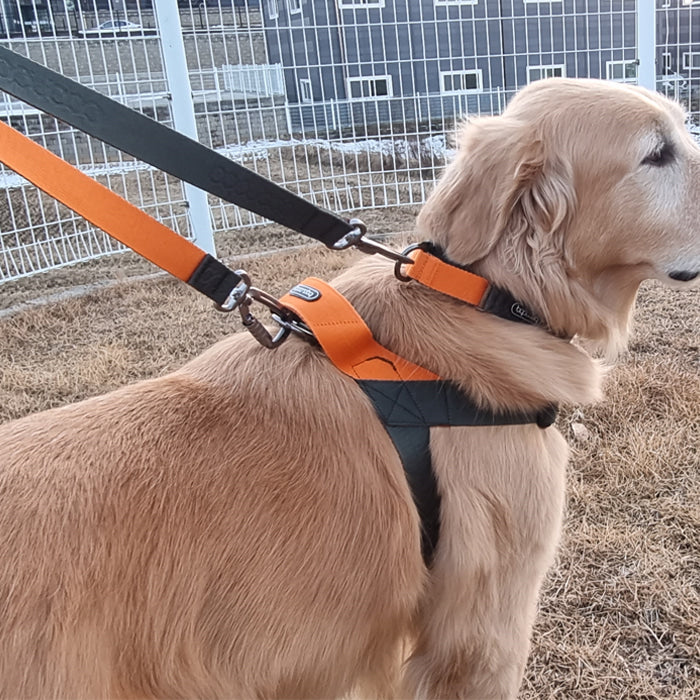 Dual Leash 雙扣防暴衝可調節式牽引繩 - 綠橘色